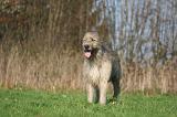 IRISH WOLFHOUND 342